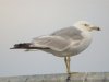 Ring-billed Gull at Westcliff Seafront (Steve Arlow) (54331 bytes)